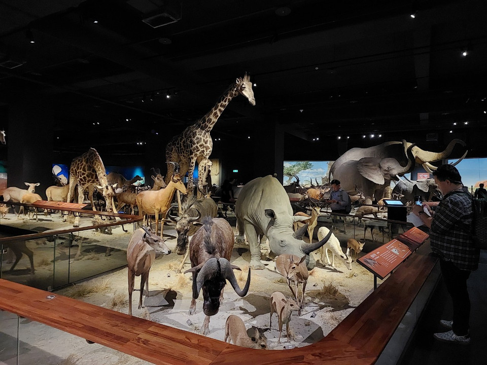 Tạp chí Forbes đã từng đánh giá Chimei Museum là một trong bảo tàng sở hữu bộ sưu tập “đắt giá”nhất trên thế giới. Bộ sưu tập này được chia thành 5 hạng mục khác nhau bao gồm Mỹ thuật, Nhạc cụ, Vũ khí và áo giáp, Lịch sử tự nhiên-hóa thạch và Cổ vật. (Ảnh: Minh Thu/Vietnam+)