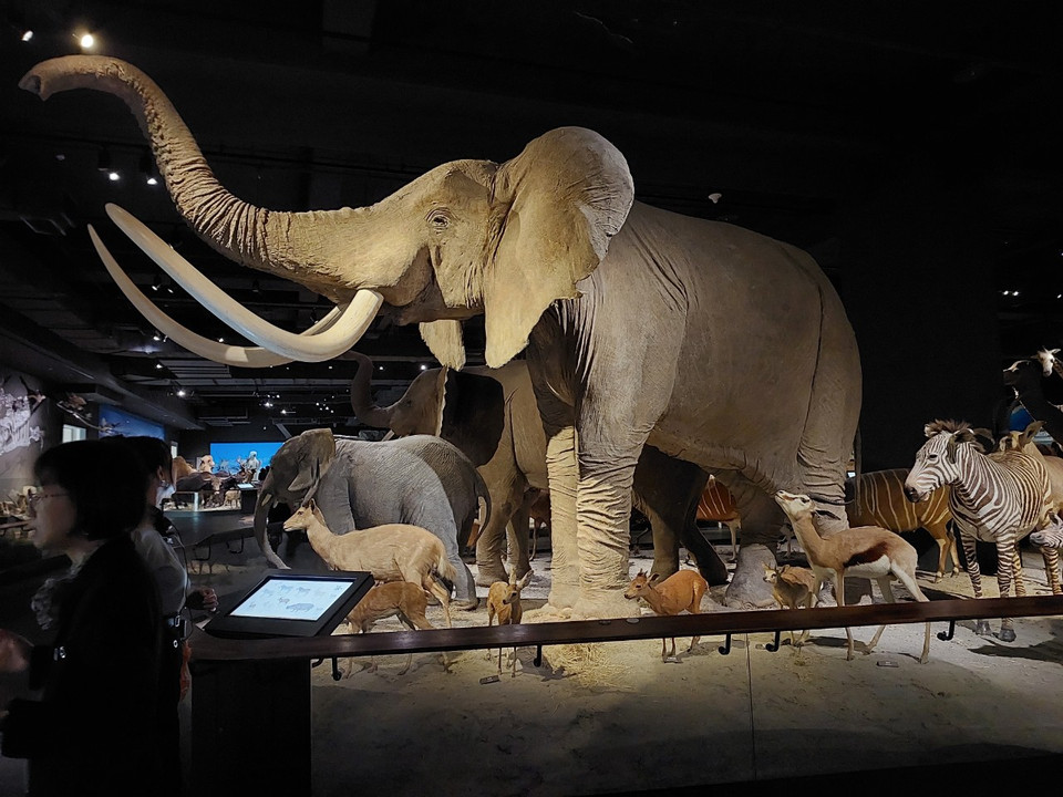 Không gian trưng bày tiêu bản các loài động vật hoang dã, từ châu Âu đến châu Úc, từ Bắc cực xuống tới Nam cực. (Ảnh: Minh Thu/Vietnam+)