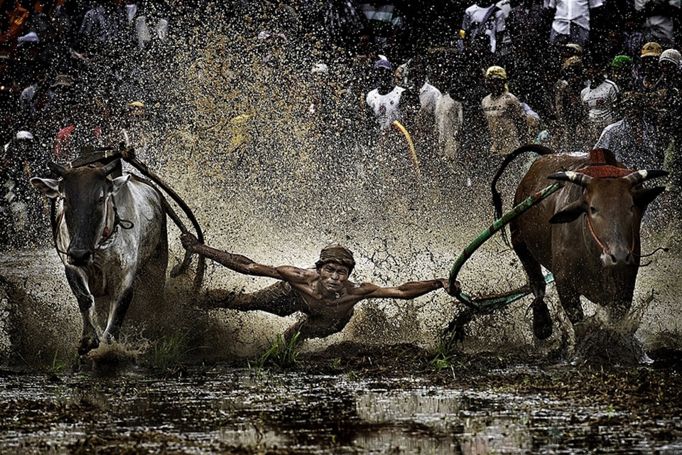 Đua bò (Indonesia). (Nguồn ảnh: BTC)