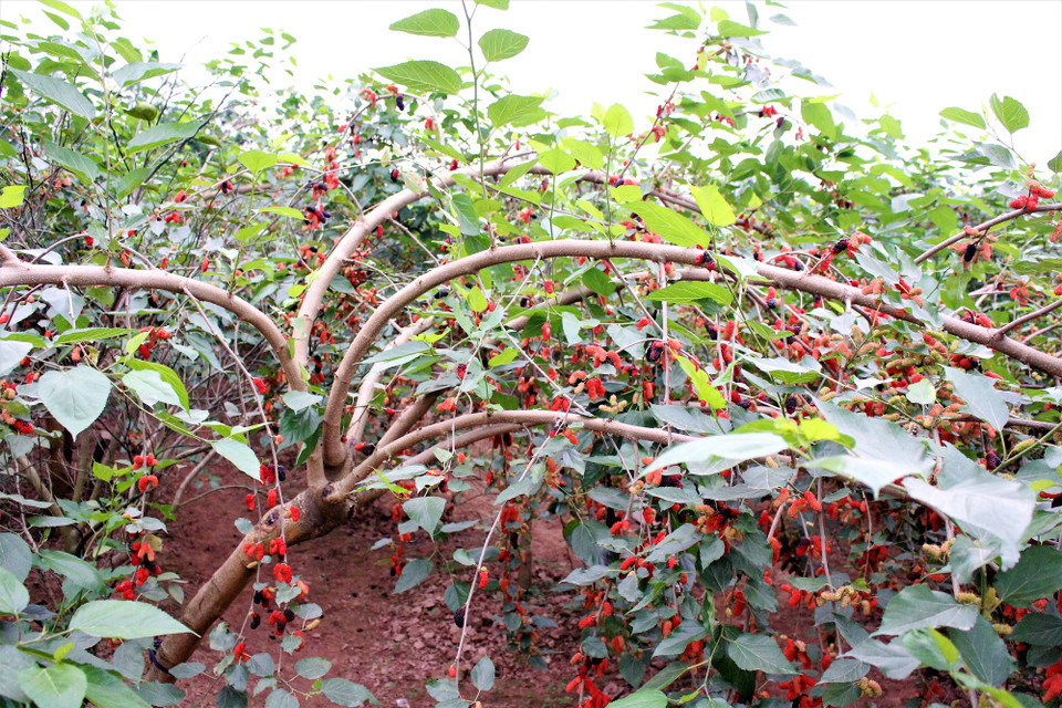 Nhiều người trồng dâu ở xã Sài Sơn chia sẻ, việc thu hoạch dâu vất vả hơn so với việc chăm sóc loại cây này. (Ảnh: Nguyễn Thúy/Vietnam+)