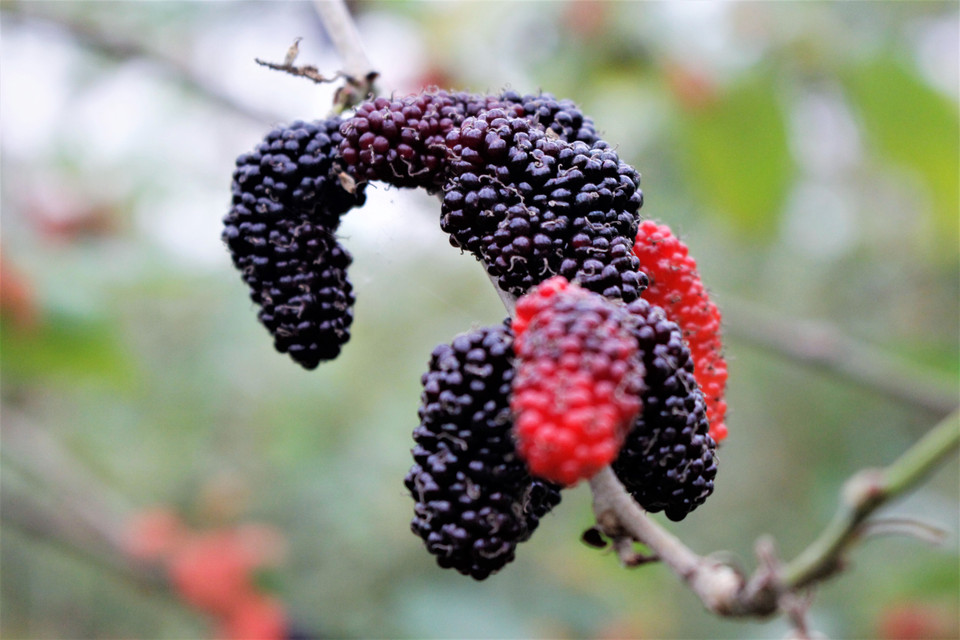 Trái dâu tằm có thể dùng để ngâm nước. Nước dâu ngâm là một loại thức uống được yêu thích trong mùa nóng nực. (Ảnh: Nguyễn Thúy/Vietnam+)