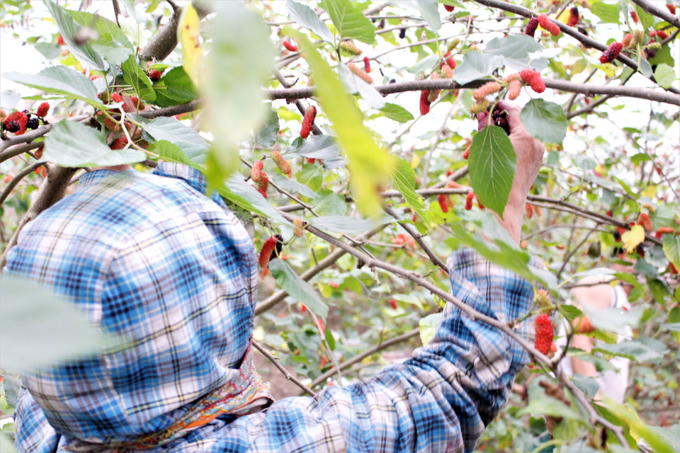 Tuy nhiên, vào những ngày dâu chín rộ, nhiều chủ vườn phải thuê nhân công thu hái với giá dao động trong khoảng từ 120.000 đồng-130.000 đồng/người/ ngày. (Ảnh: Nguyễn Thúy/Vietnam+)