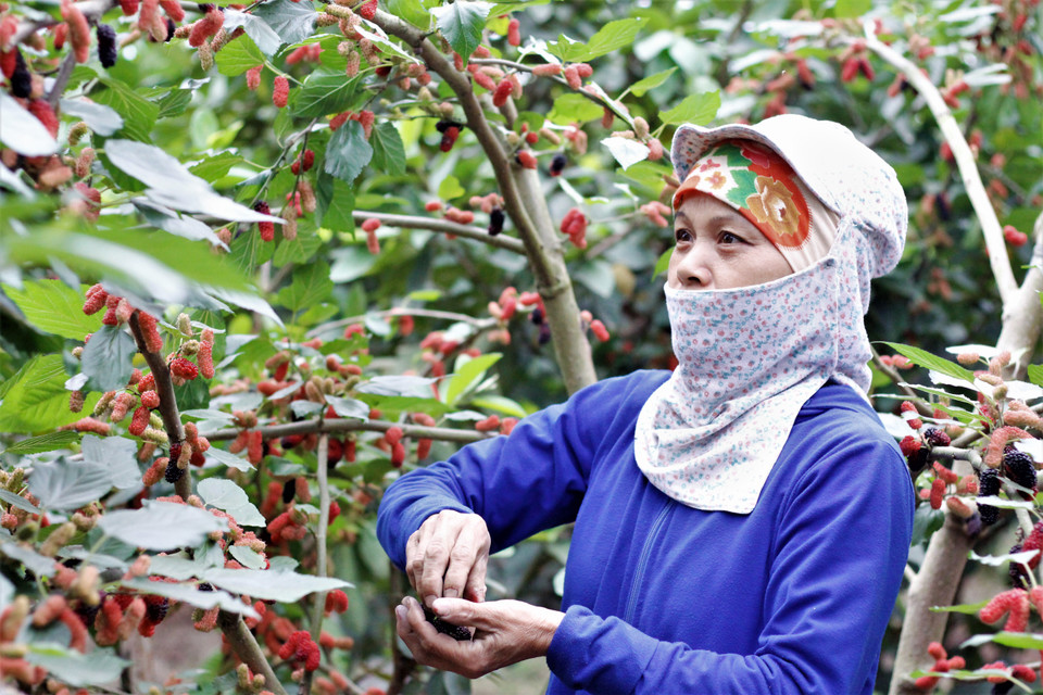 Người dân ở đây cho biết, hầu hết các vườn đều trồng chủ yếu là hai loại dâu: dâu tằm ta và dâu tằm tây. (Ảnh: Nguyễn Thúy/Vietnam+)