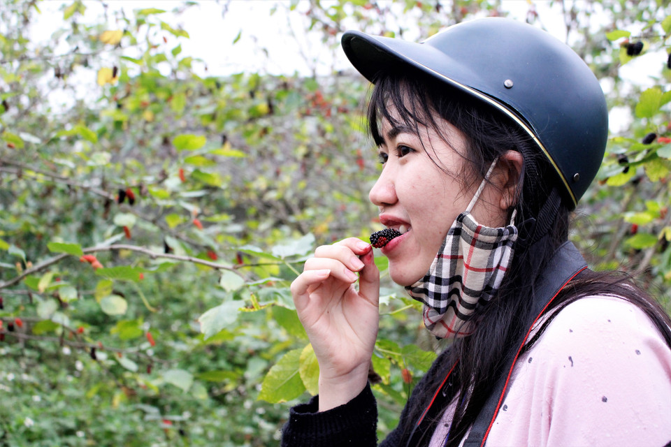 Nhiều du khách không ngại thưởng thức luôn một vài trái dâu tại vườn. (Ảnh: 