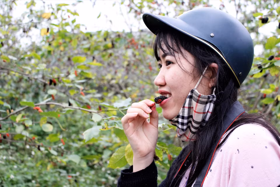 Nhiều du khách không ngại thưởng thức luôn một vài trái dâu tại vườn. (Ảnh: 