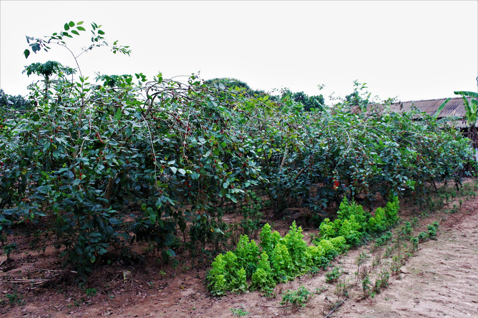 Xã Sài Sơn (huyện Quốc Oai, Hà Nội) là một trong những địa điểm trồng nhiều dâu tằm ở khu vực miền Bắc. Nhiều chủ vườn ở đây chia sẻ, năm nay, mặc dù sản lượng dâu có sụt giảm so với những mùa vụ trước (do ảnh hưởng của thời tiết) nhưng tại một số vườn dâu (như vườn Vinh Thắng, Thu Mến…), dâu vẫn chín mọng, nhìn khá bắt mắt. (Ảnh: Nguyễn Thúy/Vietnam+)