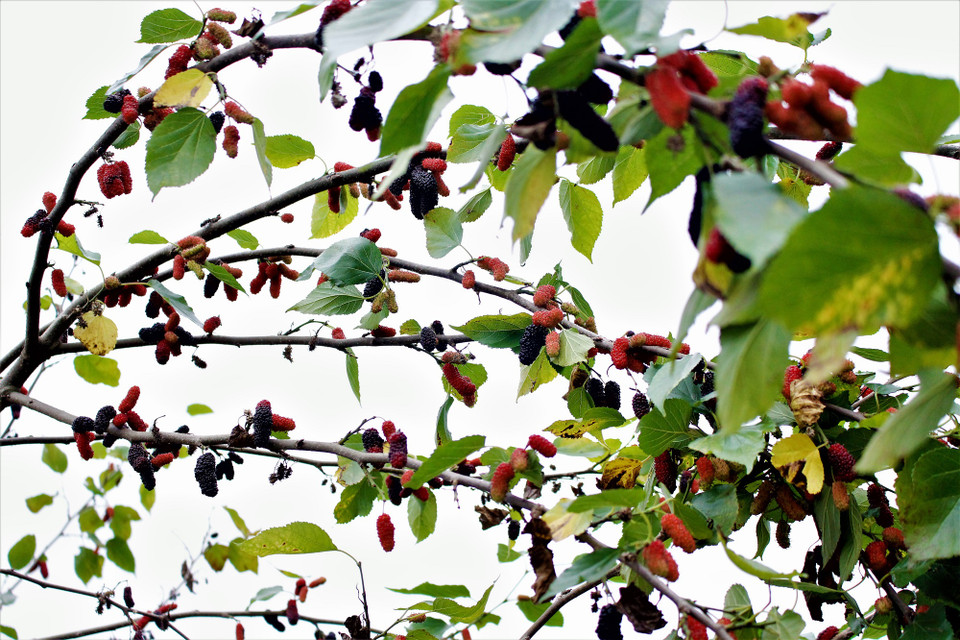 Bên cạnh đó, người dân Sài Sơn cũng cho biết, giá dâu năm nay tăng gấp đôi so với năm trước. Giá mua buôn tại vườn dao động từ 18.000 đồng-20.000 đồng/kg. Với người mua lẻ, giá cao hơn từ 8.000 đồng-10.000đồng/kg. (Ảnh: Nguyễn Thúy/Vietnam+)