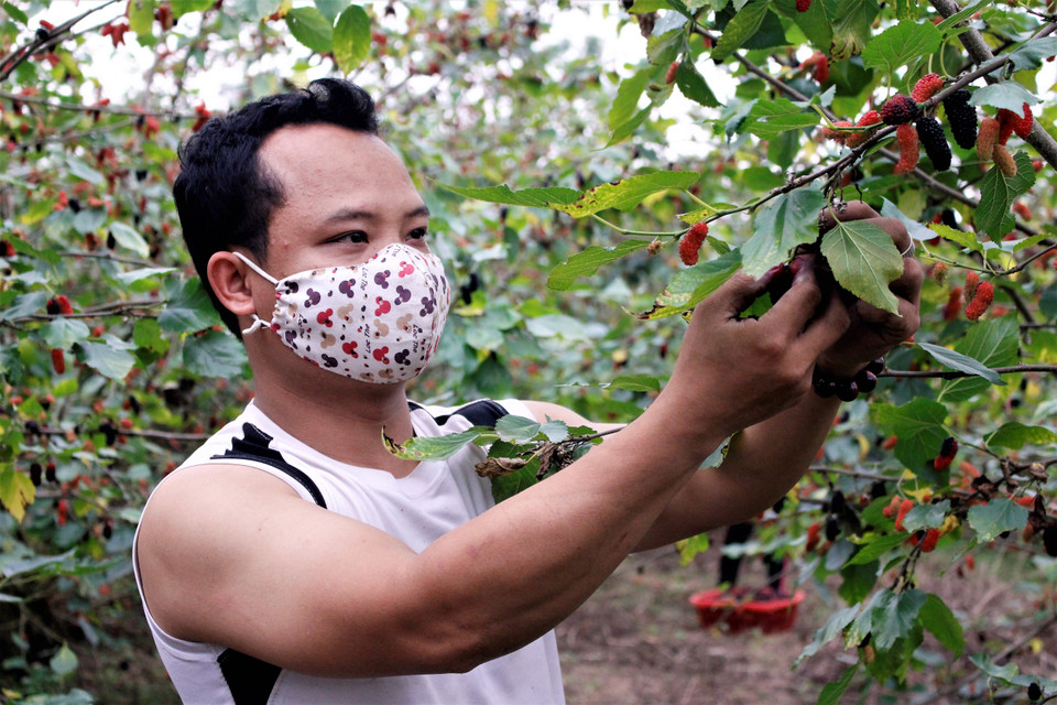 Năm nay, nửa ruộng dâu nhà anh Nguyễn Xuân Núi bị thất thu (do ảnh hưởng của sương muối). (Ảnh: Nguyễn Thúy/Vietnam+)