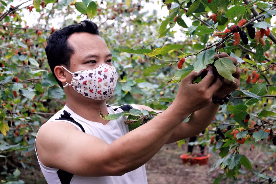 Năm nay, nửa ruộng dâu nhà anh Nguyễn Xuân Núi bị thất thu (do ảnh hưởng của sương muối). (Ảnh: Nguyễn Thúy/Vietnam+)