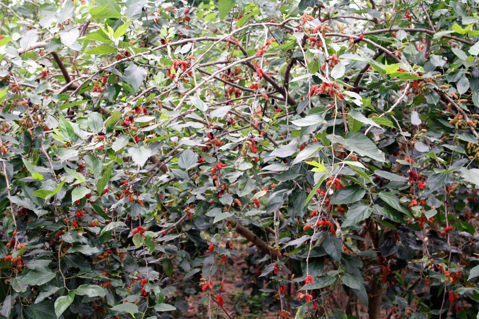 Tận dụng khoảng đất rộng giữa hai luống ổi, ông Hà Viết Vinh (chủ vườn dâu Vinh Thắng) trồng thêm 17 gốc dâu. Ông Vinh cho biết, mỗi ngày, gia đình thu được khoảng 70kg từ luống dâu phụ. (Ảnh: Nguyễn Thúy/Vietnam+)