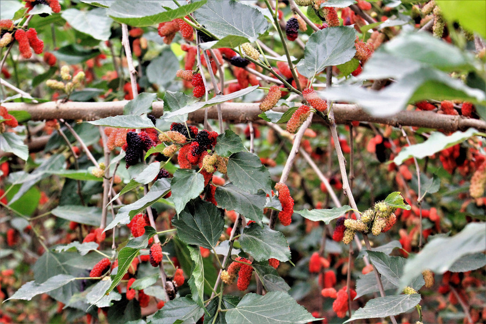 Từ khoảng giữa tháng Ba, dâu tằm bắt đầu vào mùa thu hoạch. (Ảnh: Nguyễn Thúy/Vietnam+)