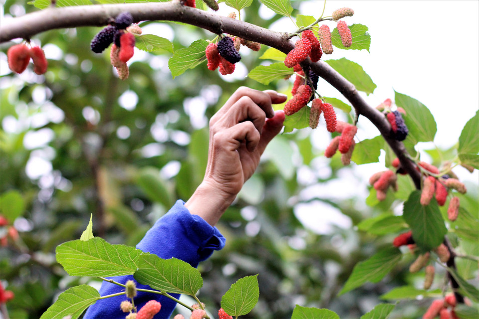 'Khi thu hái, chỉ cần hất nhẹ trái dâu theo chiều ngược lại, tự trái dâu sẽ rụng xuống, như thế sẽ đỡ mất công sức hơn,' chủ vườn dâu Vinh Thắng chia sẻ. (Ảnh: Nguyễn Thúy/Vietnam+)
