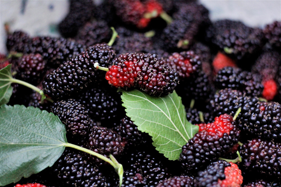 Từ khi bắt đầu vào vụ thu hoạch dâu, nhiều thương lái đã đến tận vườn để thu mua với số lượng lớn. (Ảnh: Nguyễn Thúy/Vietnam+)