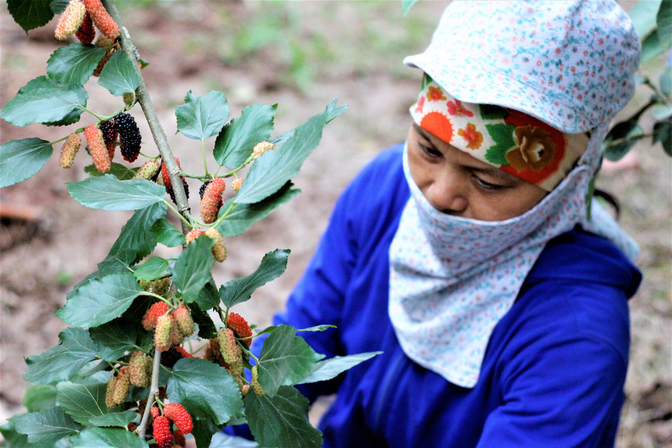 Tại các vườn dâu ở xã Sài Sơn, việc thu hoạch dâu thường do các thành viên trong gia đình đảm nhiệm. (Ảnh: Nguyễn Thúy/Vietnam+)