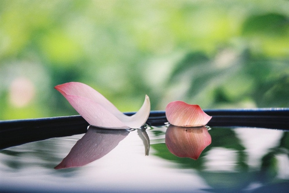 'Mùa sen' mang đến cảm giác về một Hà Nội lãng mạn, mơ màng. (Ảnh: BTC cung cấp)