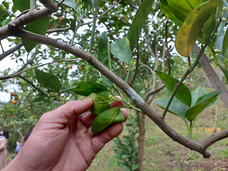 Khi cây bắt đầu đơm hoa là lúc người nông dân phải chú ý tưới thêm chế phẩm sinh học để bảo vệ hoa, bởi nếu không chăm sóc cẩn thận, hoa gặp mưa sẽ rụng hết. (Ảnh: Minh Thu/Vietnam+)