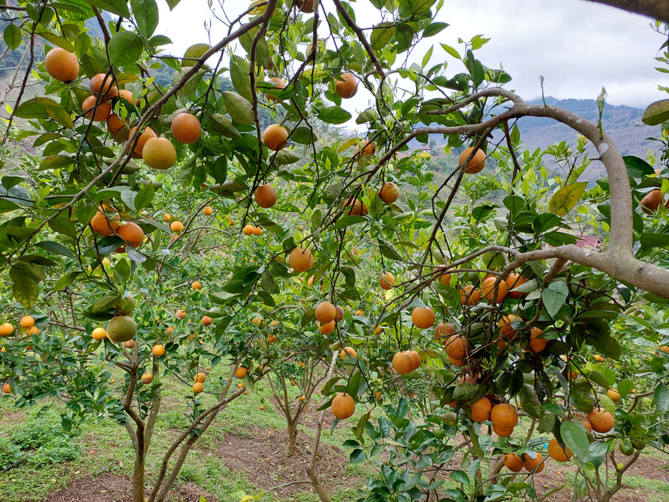 Mỗi đợt thu hoạch, một cây cam cho 50-70kg quả.(Ảnh: Minh Thu/Vietnam+)