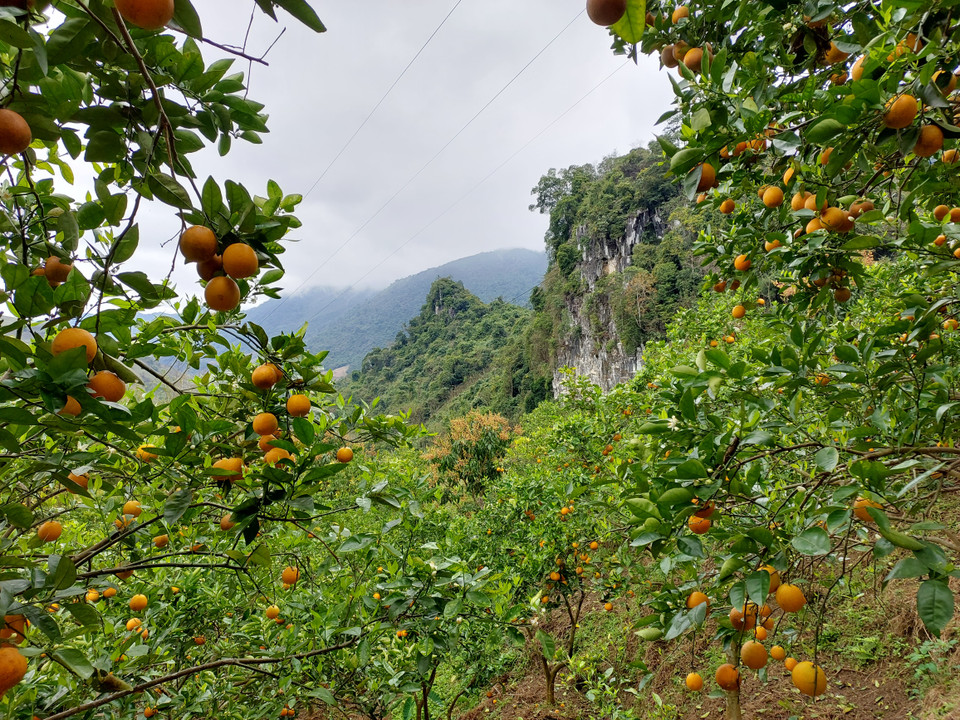Vườn cam bản Ấm, xã Suối Bàng nằm bên sườn núi, phong cảnh rất nên thơ. (Ảnh: Minh Thu/Vietnam+)