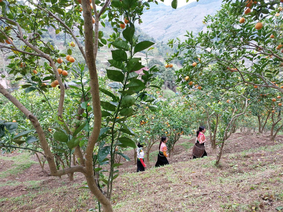 Buổi sáng sớm, những người phụ nữ đeo gùi đi hái cam. (Ảnh: Minh Thu/Vietnam+)