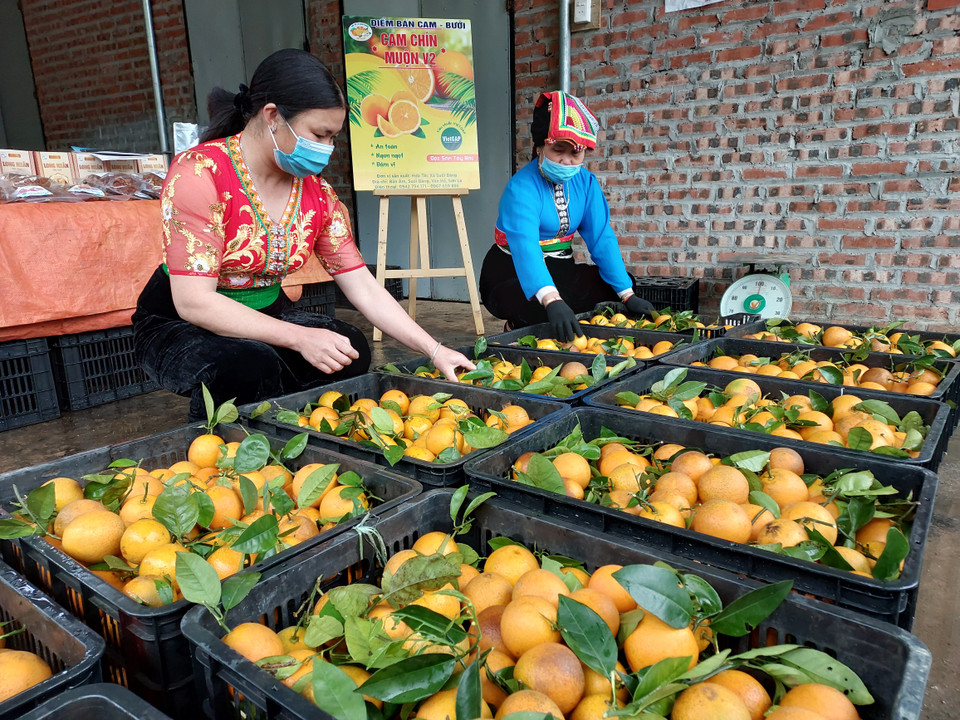Những quả cam hữu cơ Suối Bàng là đặc sản của Mộc Châu, cùng với mận hậu, dâu tây... (Ảnh: Minh Thu/Vietnam+)
