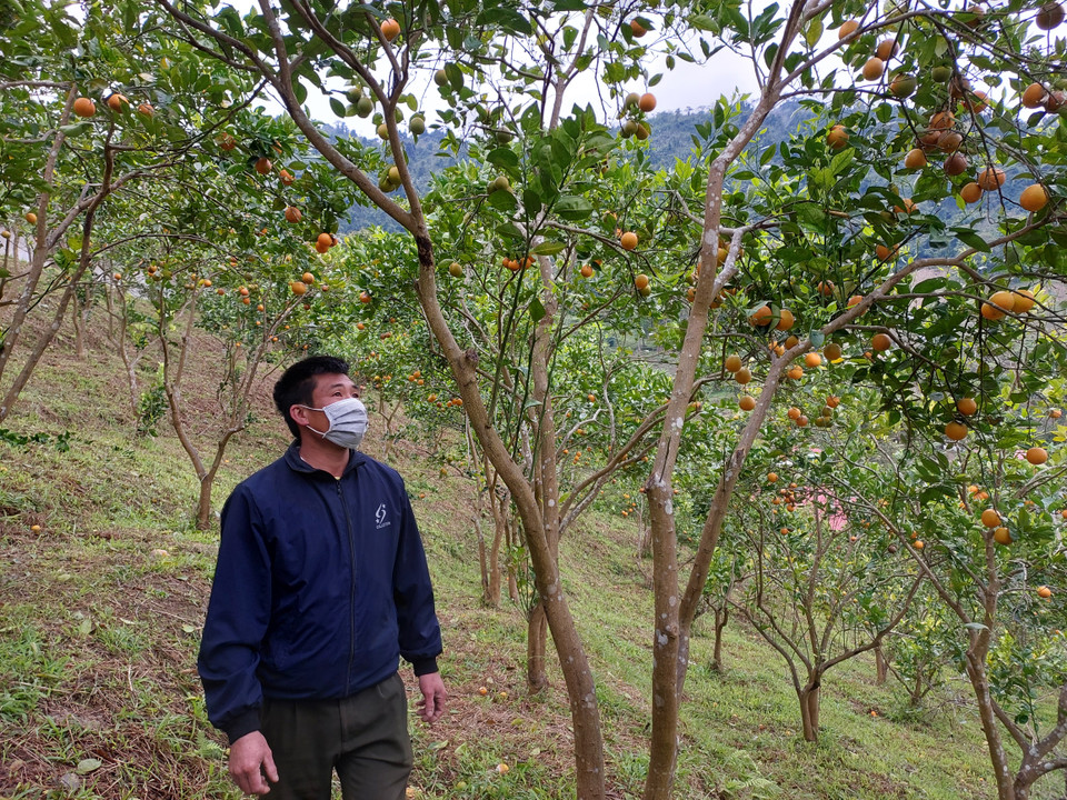 Anh Đinh Công Liêu cho hay gia đình có 3ha trồng cam trên đồi. Hàng ngày anh lên kiểm tra xem cây có bị sâu bệnh không và tỉa bỏ lá già, quả hỏng. (Ảnh: Minh Thu/Vietnam+)