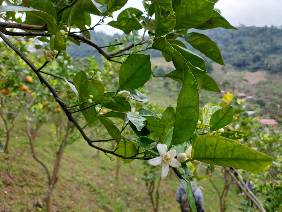 Tại xã Suối Bàng, huyện Mộc Châu, tỉnh Sơn La, người dân trồng giống cam trái vụ V2. Nhờ đặc tính chín muộn nên cam của người dân Suối Bàng mùa này rất được giá. Thương lái đến thu mua tại vườn với giá 30.000 đồng/kg. Quả cam không to nhưng ngọt dịu, mọng nước. Thời gian thu hoạch cam chính vụ là trước Tết, vì sản lượng nhiều nên giá thấp. (Ảnh: Minh Thu/Vietnam+)