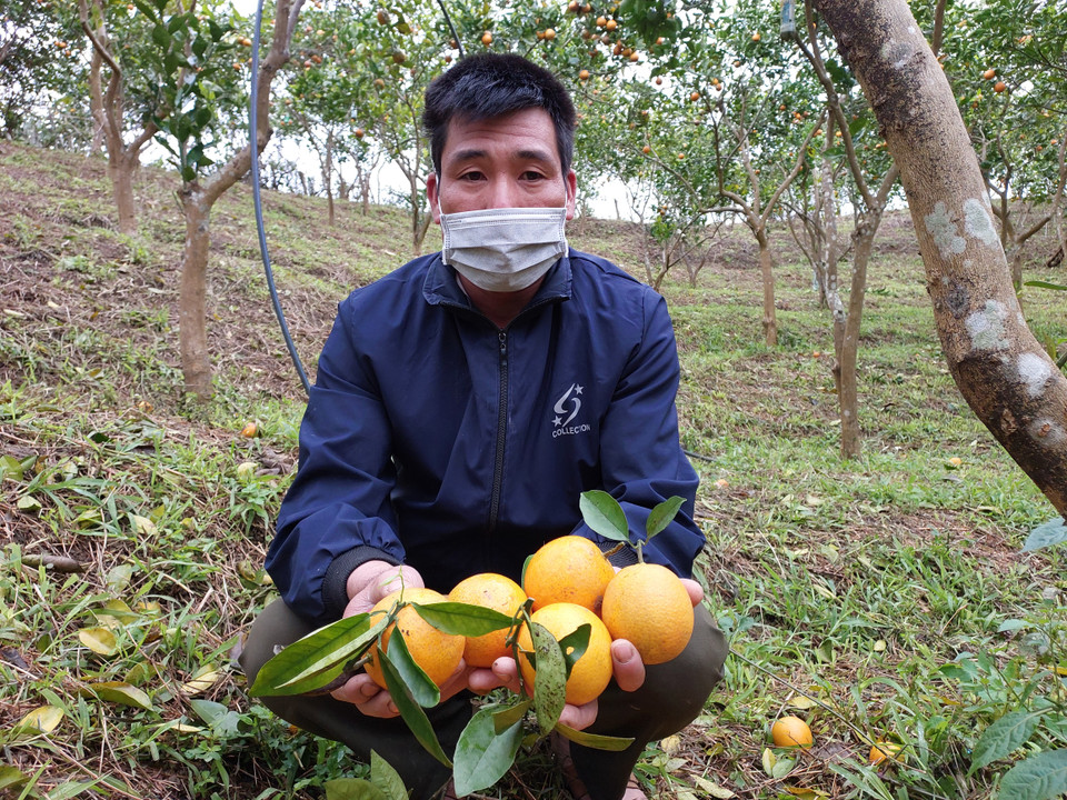 Để quả cam đạt độ lớn theo tiêu chuẩn, anh sẽ tỉa bớt hoa, quả nhỏ, chỉ giữ lại số lượng quả sao cho mỗi cây đạt 50-70kg quả chín mỗi đợt. (Ảnh: Minh Thu/Vietnam+)