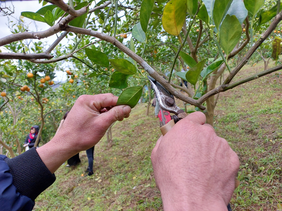 Các lá già, lá sâu cần được tỉa bỏ kịp thời. (Ảnh: Minh Thu/Vietnam+)