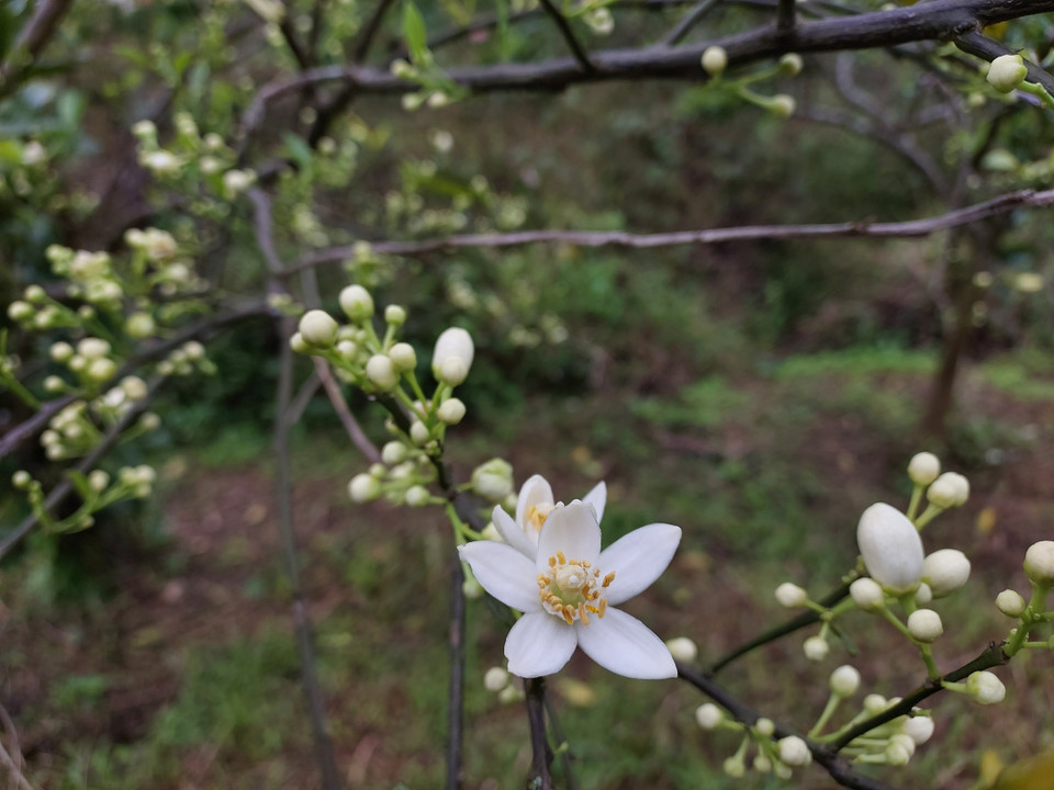 Cuối tháng Giêng, Mộc Châu không còn hoa đào, hoa mận nhưng vẫn thu hút du khách với những vườn cam trĩu quả xen kẽ những cành hoa cam trắng tinh khôi. (Ảnh: Minh Thu/Vietnam+)
