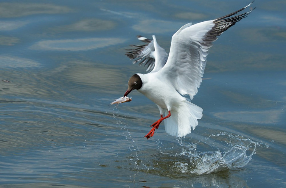 Cận cảnh 'Hải âu săn mồi' của Nguyễn Trần Thanh Nhã. (Ảnh: BTC)