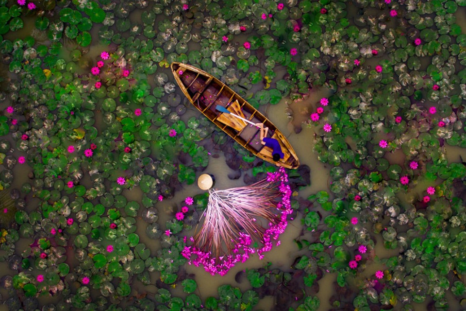 Tác phẩm 'Thu hoạch hoa súng' của Đỗ Tiến Vững. (Ảnh: BTC)