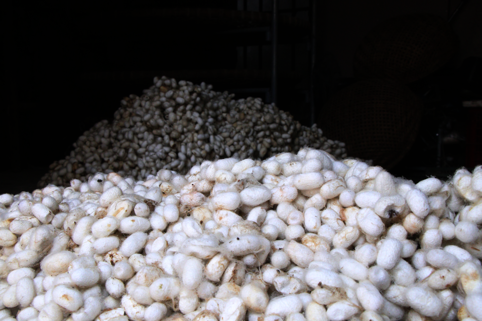 Kỹ thuật ươm tơ thủ công của người thợ ở làng Cổ Chất hiếm vùng nào có được. Kén tằm phải được chọn lựa và phân loại kỹ lưỡng trước khi đưa vào máy kéo tơ. Kén có hai loại: Kén trắng và kén vàng, phụ thuộc vào giống tằm. Kén màu nào sẽ cho ra tơ màu ấy. Phổ biến nhất là kén trắng bởi sẽ cho ra loại tơ chất lượng, giá trị cao. (Ảnh: Bích Hà/Vietnam+)