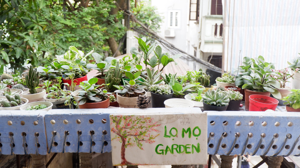 Mọi người đến mượn sách có thể mua cây để ủng hộ nguồn quỹ của thư viện. (Ảnh: Thu Minh/Vietnam+)