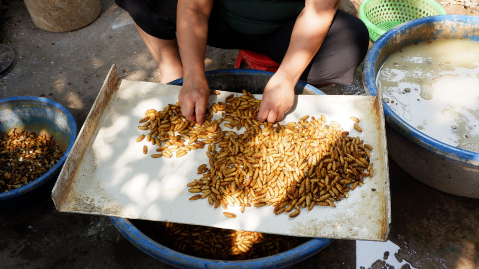 Những con nhộng bóng bẩy sau khi kéo hết tơ được bán cho các cơ sở chế biến đông trùng hạ thảo hoặc bán ra chợ làm món ăn. (Ảnh: Bích Hà/Vietnam+)