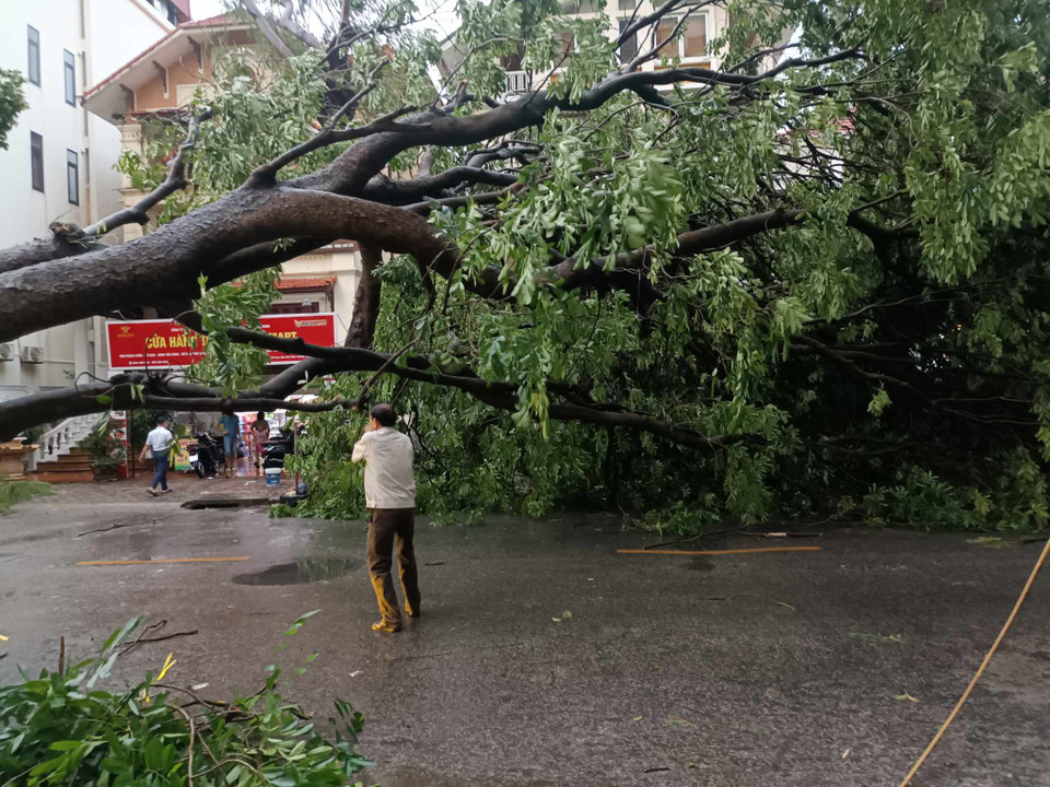 Cây có kích thước lớn khiến nhiều ôtô đang lưu thông phải quay đầu. (Ảnh: Phạm Mai/Vietnam+)