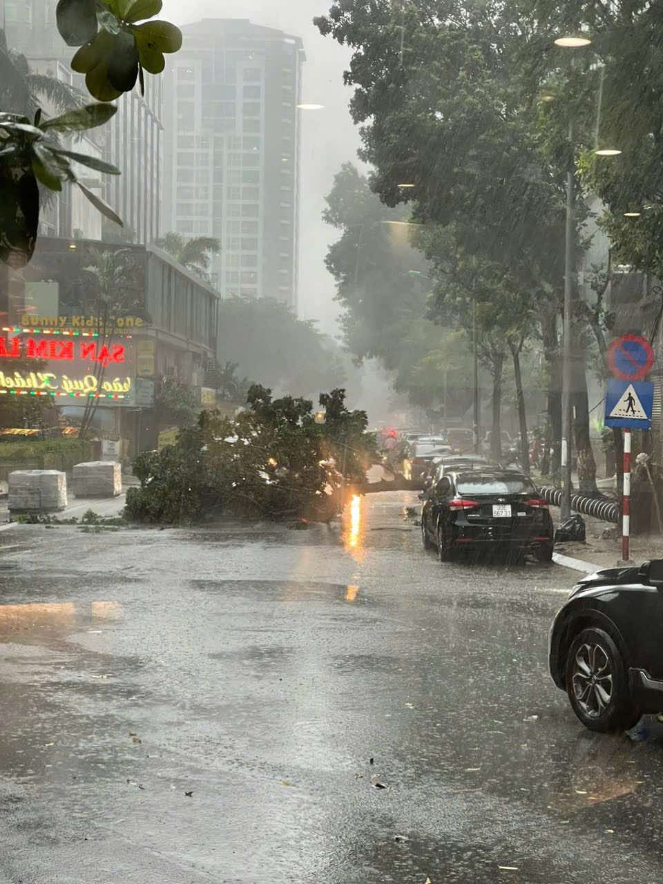 Cây đổ trên đường Đào Duy Anh (quận Đống Đa) do mưa giông, đè bẹp 1 ôtô nhưng rất may không có thương vong về người. (Ảnh: PV/Vietnam+)