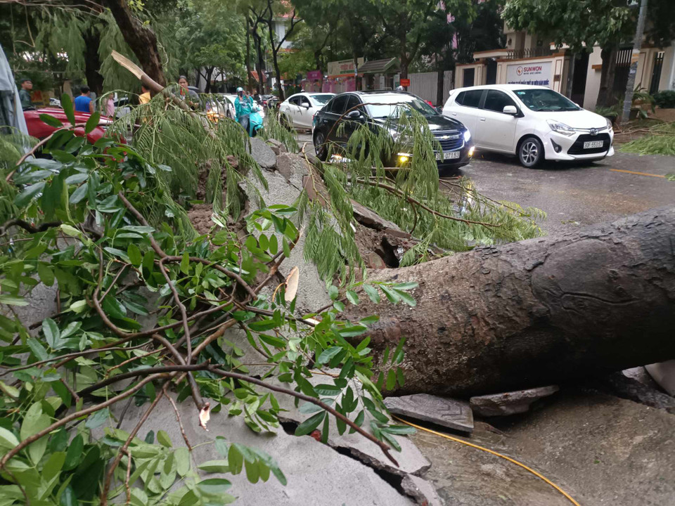 Cây xà cừ bật gốc, đè bẹp ôtô. (Ảnh: Phạm Mai/Vietnam+)