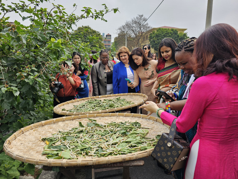 Sự quan tâm của đoàn ngoại giao là cơ hội quảng bá ngành dâu tằm và cũng là sự khích lệ lớn đối với những người đang theo đuổi ngành nghề này. (Ảnh: Minh Thu/Vietnam+)