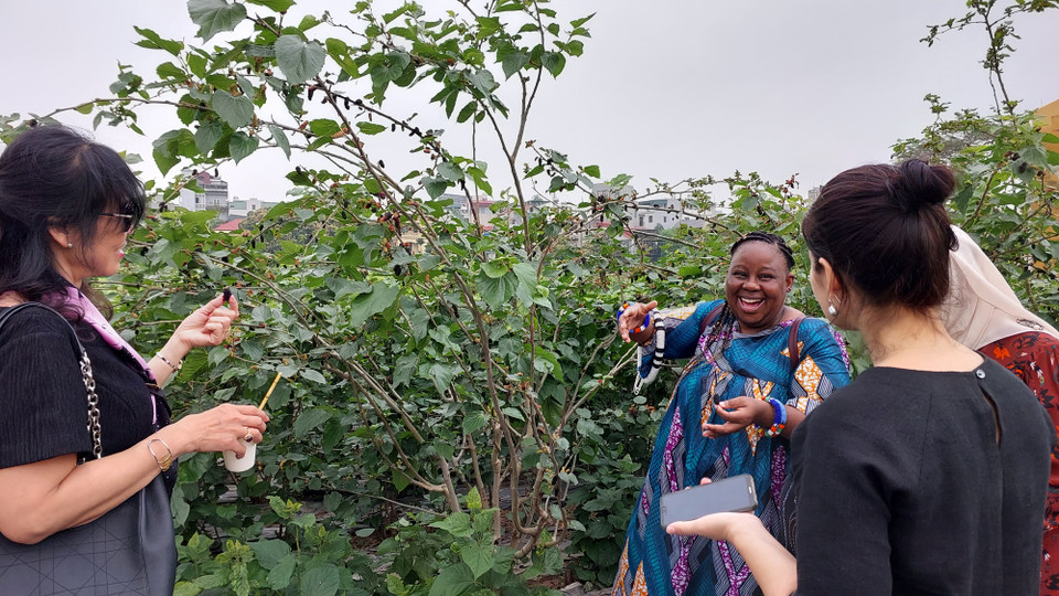 Các nữ đại biểu thích thú khi nếm vị chua ngọt của quả dâu tằm. (Ảnh: Minh Thu/Vietnam+)