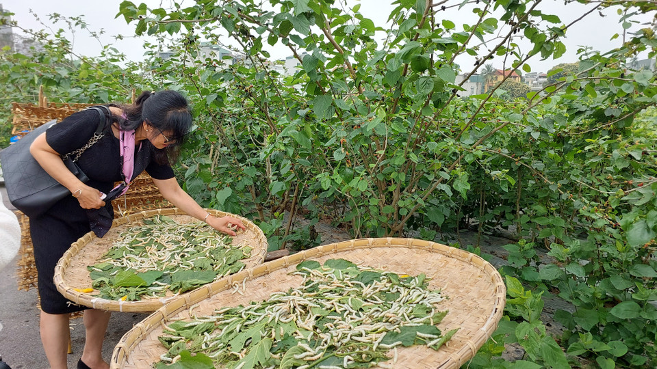 Các đại biểu được ra vườn dâu và tìm hiểu quy trình nuôi tằm. (Ảnh: Minh Thu/Vietnam+)