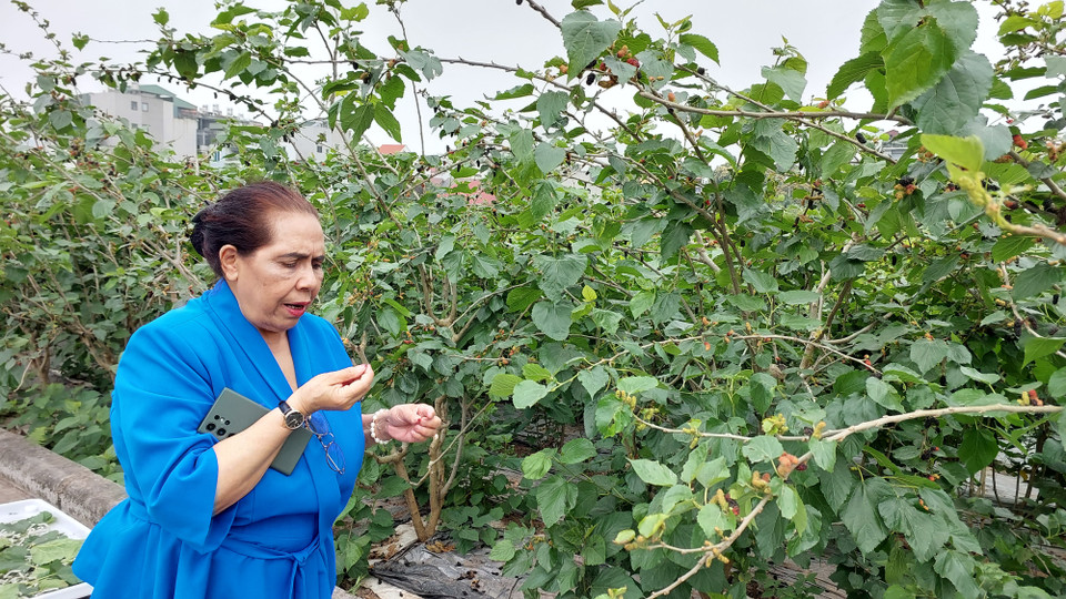 Khách tham quan nếm thử quả dâu tằm. (Ảnh: Minh Thu/Vietnam+)