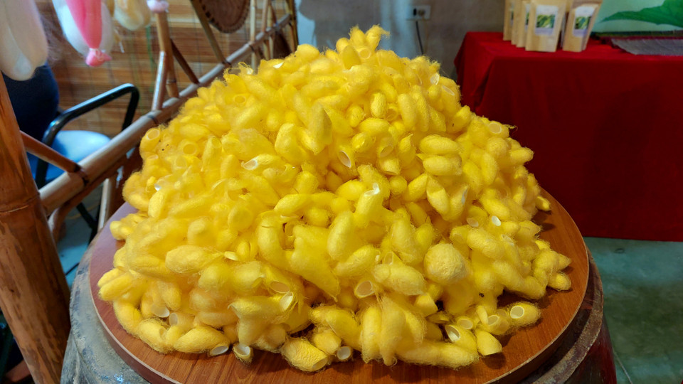 Những kén tằm vàng óng ẩn chứa câu chuyện thú vị về nghề dệt lụa cổ truyền Việt Nam. (Ảnh: Minh Thu/Vietnam+)