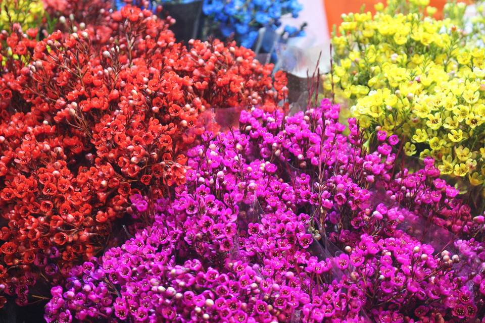 Ngày nay, nhiều loại hoa ngoại nhập có màu sắc đa dạng hơn. Chi phí cũng có phần nhỉnh hơn do chơi được lâu ngày (từ 1 tháng đến hơn 1 tháng). (Ảnh: Minh Anh/Vietnam+)