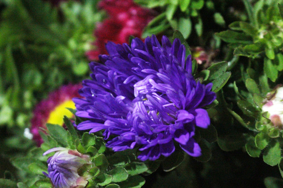 Cúc magic có rực rỡ nhiều sắc màu từ đỏ, tím, trắng, hồng… có chiều cao thân khoảng từ 30-70cm. Ngày nay khi mua về, loại hoa này sẽ được trồng trong chậu để ngoài cửa, ngoài vườn nên không được ưa thích bằng các loại cắm bình bày trong nhà. (Ảnh: Minh Anh/Vietnam+)