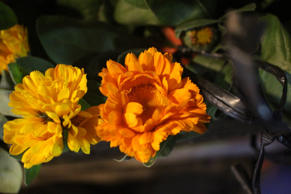 Sự trở lại của nhiều hoa Tết xưa có thể nằm ở việc suốt 2 năm đại dịch, thông thương với Trung Quốc giảm mạnh nên nguồn hoa nội địa lên ngôi. Người dân trở lại trồng một số loại hoa cũ để đa dạng hóa thị trường, dẫu nhu cầu người chơi không cao như nhiều loại nhập ngoại (trong hình là hoa cúc xuxi). (Ảnh: Minh Anh/Vietnam+)