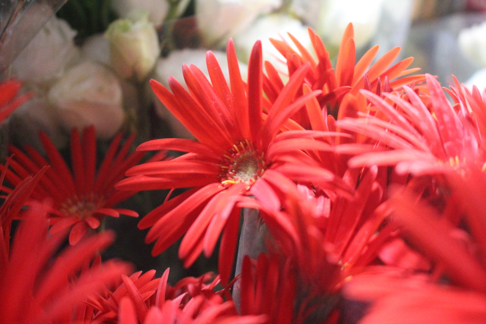 Nếu đặt cạnh nhau, đồng tiền đơn hay đồng tiền ta mỏng hơn rất nhiều song có một sự rực rỡ riêng.(Ảnh: Minh Anh/Vietnam+)