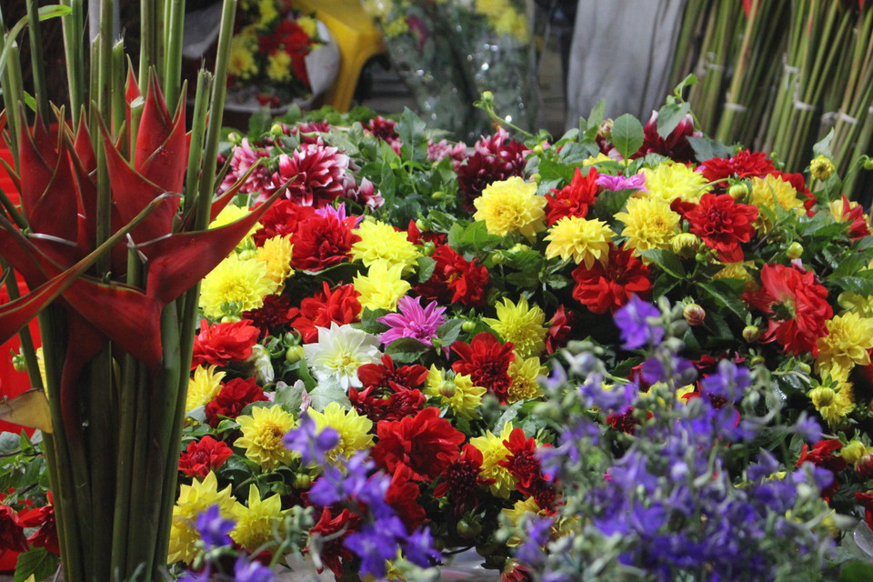 Trong khoảng 2-3 năm gần đây, thược dược cũng xuất hiện dày đặc trở lại. Xưa nay vẫn vậy, nhà nào có một bình cắm đủ thược dược làm chủ đạo, điểm thêm mấy bông dơn và ít violet là đã thấy đậm chất Tết. (Ảnh: Minh Anh/Vietnam+)