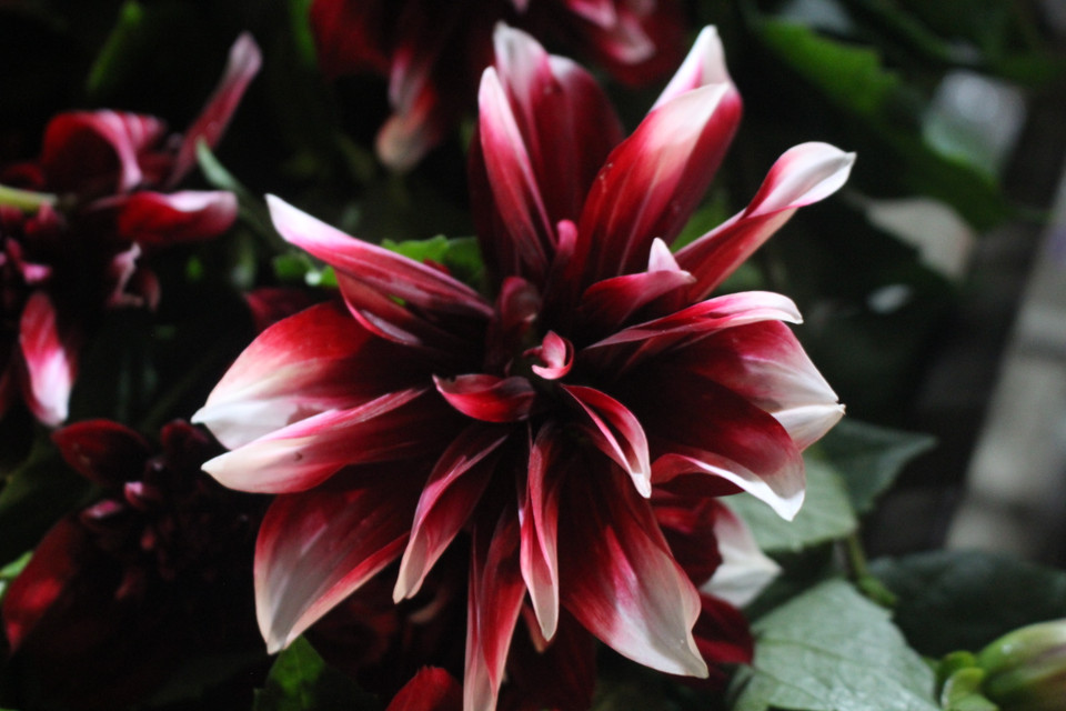 Người chơi thược dược nên thay nước hai ngày một lần. Mỗi khi đổ nước cũng chỉ đổ đầy nửa bình, ngắt bớt lá ở thân để bình thông thoáng khí. (Ảnh: Minh Anh/Vietnam+)