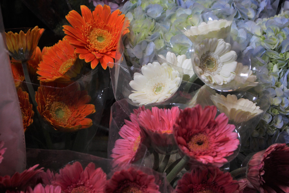 Những bông đồng tiền kép có đặc điểm dày cánh, được trồng trong nhà kính, cũng là loại được nhiều người yêu thích. (Ảnh: Minh Anh/Vietnam+)