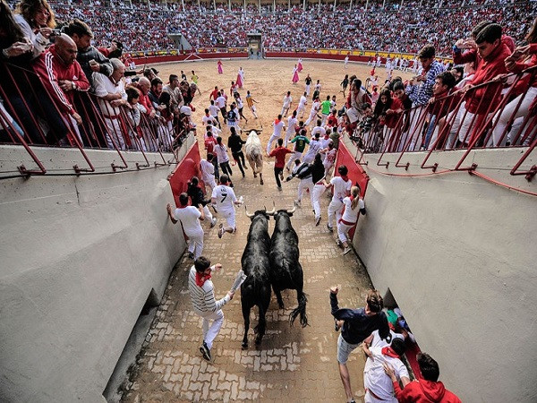 Đấu trường, địa điểm cuối cùng của đàn bò